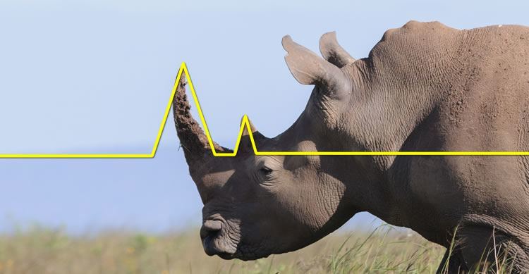 Rhino Trade Alerts