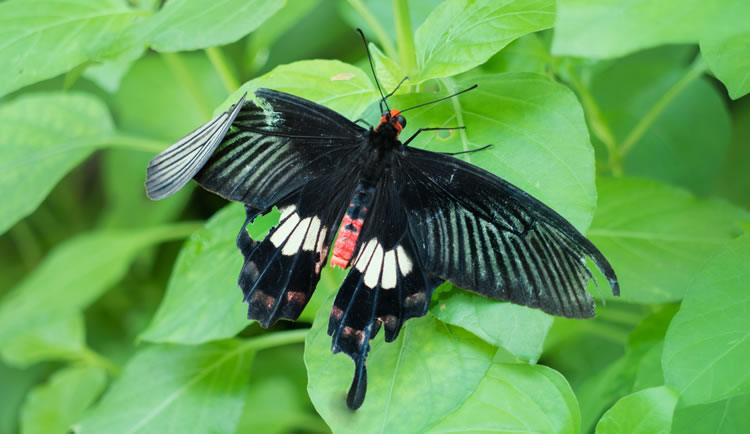 What is a Broken Wing Butterfly?