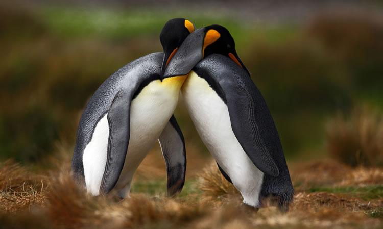 penguins hugging image