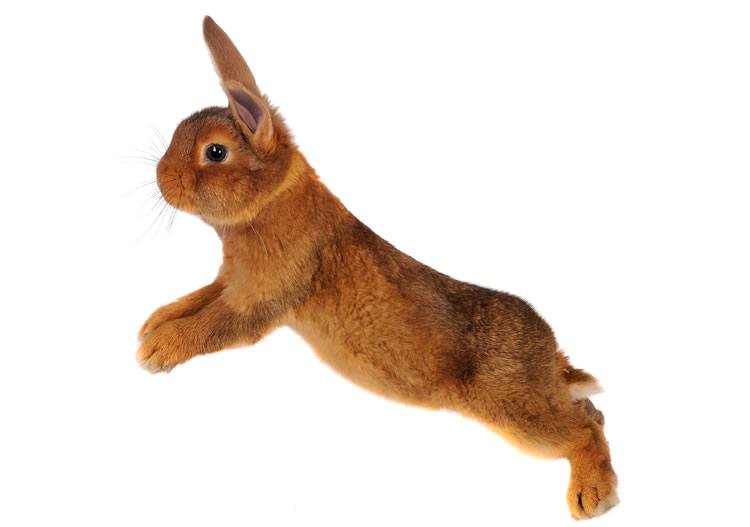 Jumping rabbit image