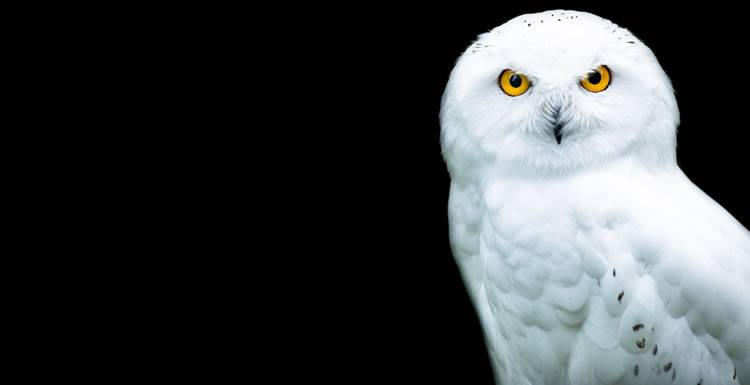 Night Owl™