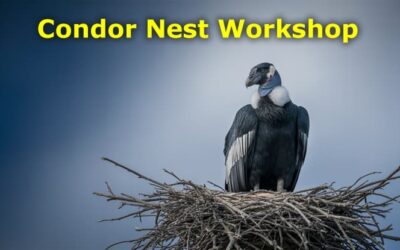 Condor Nest Workshop: Master Zero-Risk Options Trading Techniques